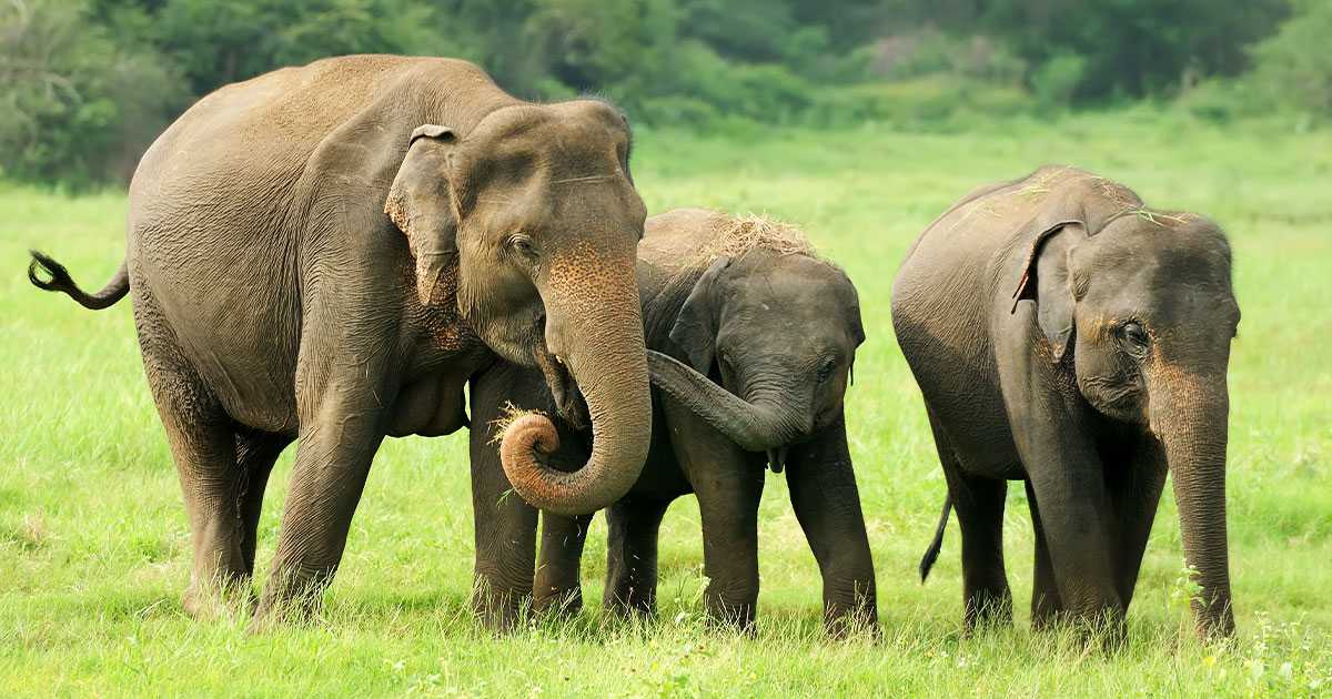 Top 5 Activities to Experience the Wild