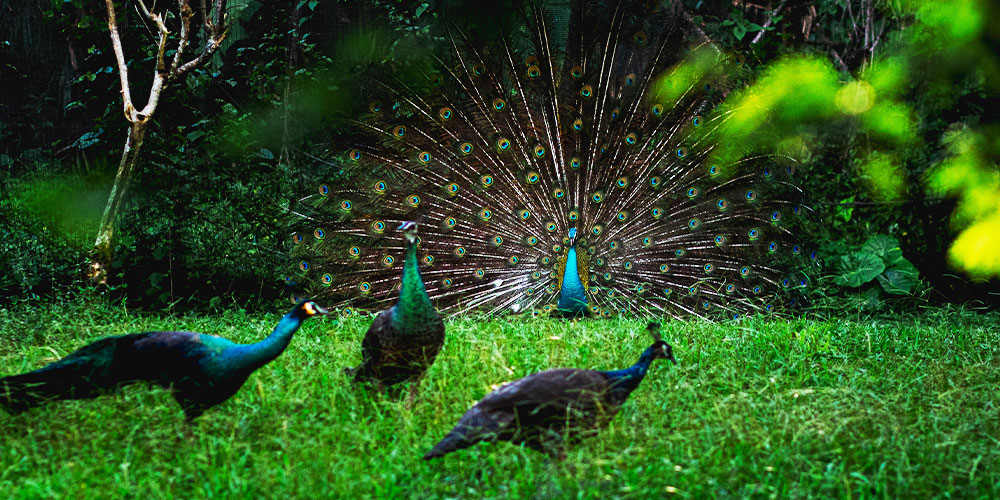 Chapramari Wildlife Sanctuary