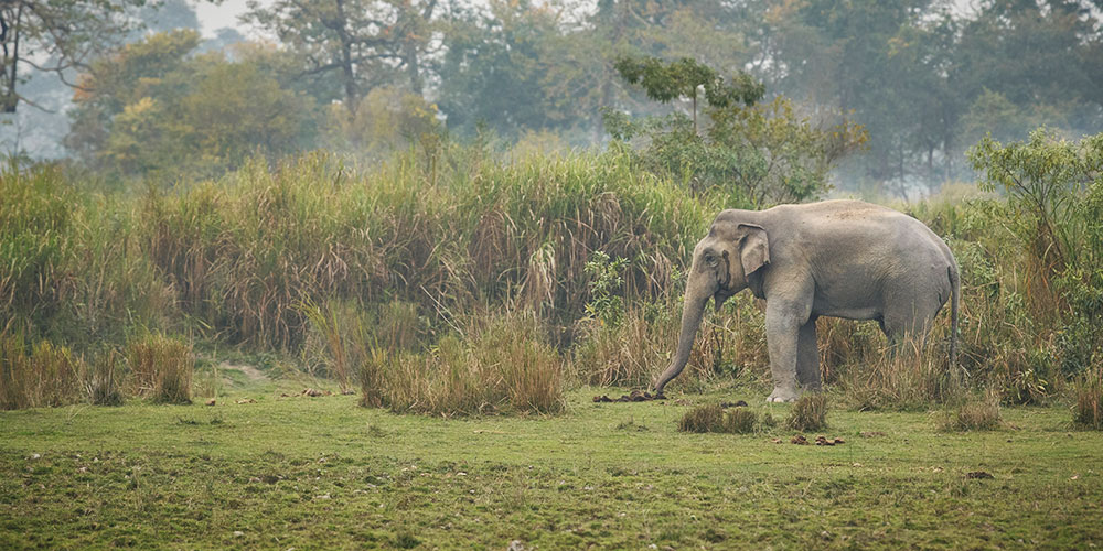 Gorumara National Park
