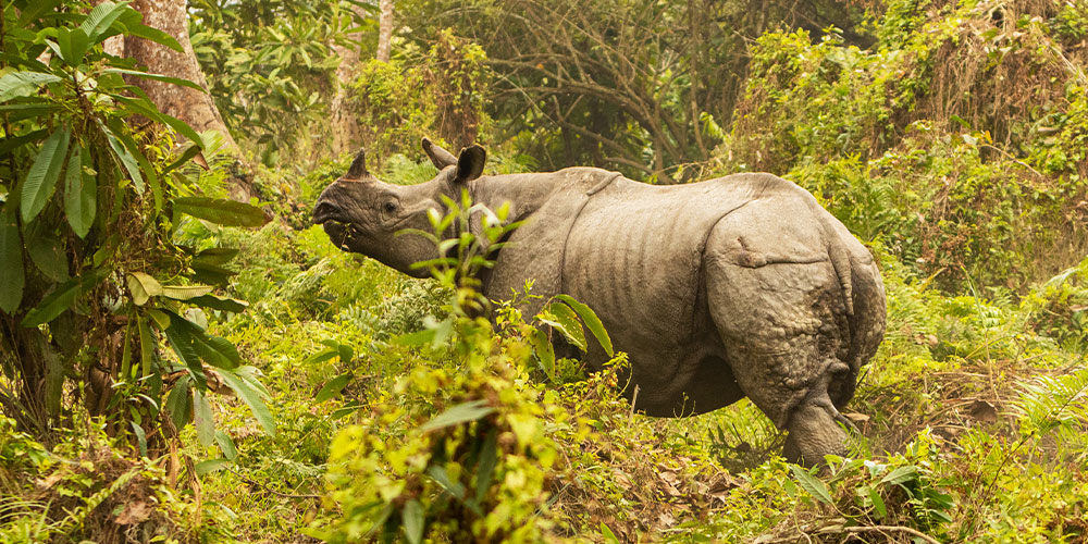Jaldapara National Park